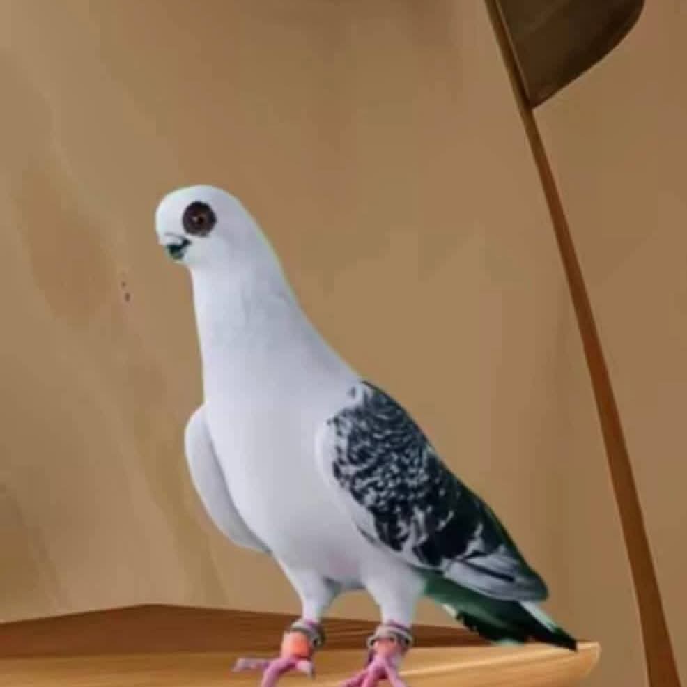 ���� ������_KFsAU